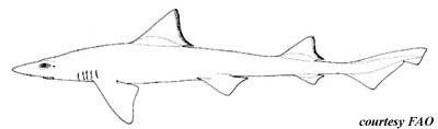 Brown Smooth-hound. Illustration courtesy FAO