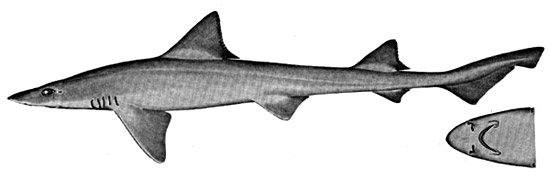 Brown smooth-hound. Illustration courtesy Field Guide to Eastern Pacific and Hawaiian Sharks, U.S. Fish and Wildlife Service 1967