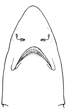 Ventral view of brown smooth-hound. Illustration courtesy FAO Species Catalog, Vol. 4 Part 2 Sharks of the World