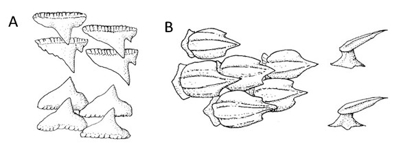 Brown smooth-hound: A) dentition and B) denticles including apical view. Illustrations courtesy FAO Species Catalog, Vol. 4 Part 2 Sharks of the World