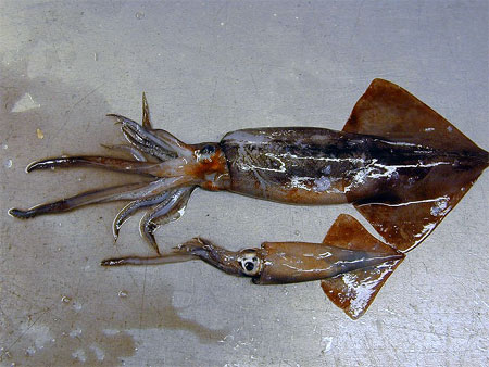 The brown smooth-hound feeds on a variety of prey including squid. Photo courtesy NOAA