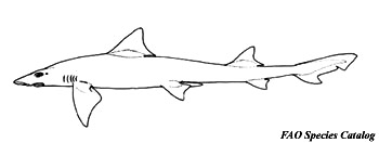 Narrowfin smooth-hound. Illustration courtesy FAO Species Catalog