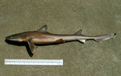 Smooth dogfish (above) is similar in appearance to the narrowfin smooth-hound. Photo © George Burgess