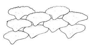 Lower teeth of the narrowfin smooth-hound. Illustration courtesy FAO Species Catalog