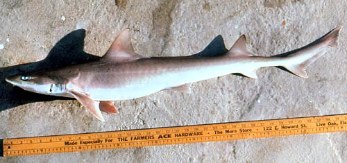 Narrowfin smoothhound (Mustelus norrisi) specimen. Photo © George Burgess