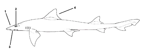 Narrowfin smoothhound (Mustelus norrisi). Illustration courtesy FAO, Species Identification and Biodata