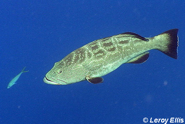 Black Grouper. Photo © Leroy Ellis