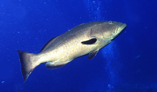 Black grouper. Photo © George Ryschkewitsch