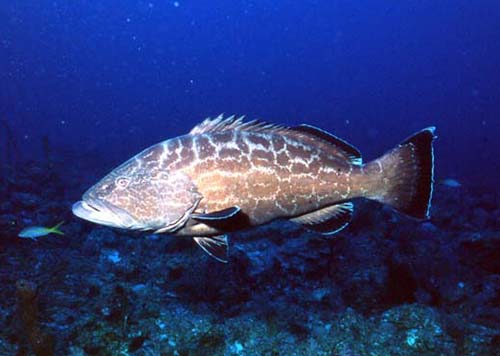 Black groupers are olive or gray in color with dark blotches and bronzy spots. Photo © Rachel Graham