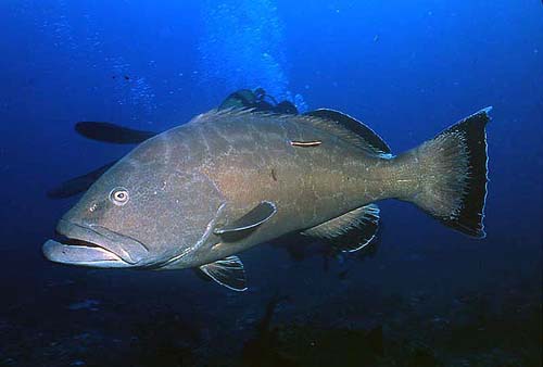 Black groupers grow up to 52 inches in length. Photo © Rachel Graham