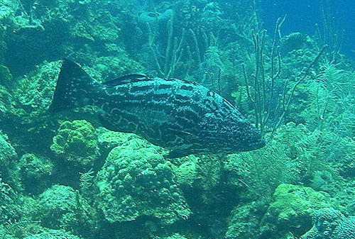 Commercial and recreational fisheries commonly land black grouper. Photo © Leroy Ellis