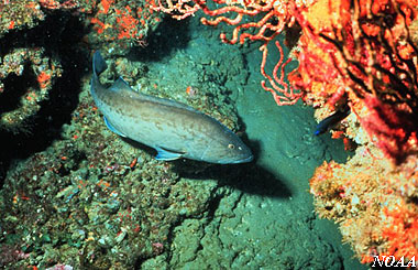 Gag Grouper. Photo courtesy NOAA