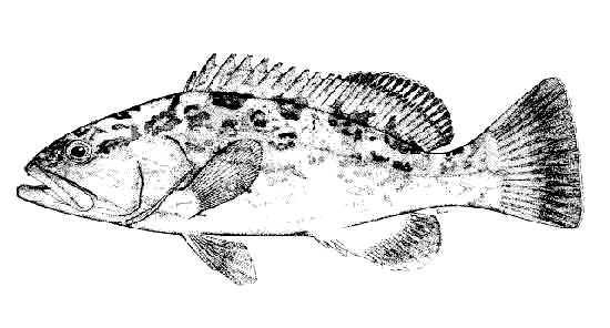 Gag grouper. Illustration courtesy FAO