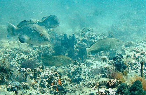 Gag grouper over a rocky reef bottom. Photo courtesy U.S. Geological Survey