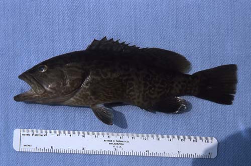 This juvenile gag grouper may eventually grow to a total length of over 4 feet. Photo © George Burgess