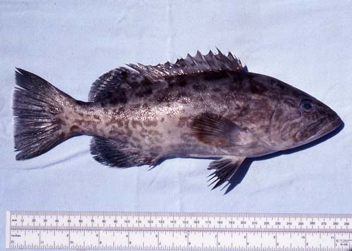 Juvenile gag grouper. Photo © George Burgess