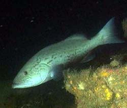 Gag grouper in deep water. Photo courtesy NOAA