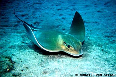 Common eagle ray. Image © James L. van Tassell