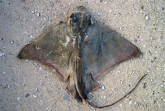 Common eagle ray. Image © George Burgess