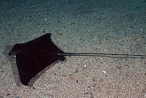 Common eagle rays are dusky bronze to blackish on the dorsal surface and white on the ventral surface. Image © Doug Perrine