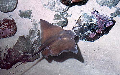 Common eagle ray searching for prey items in the soft sand. Image © Doug Perrine