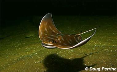 Australian bull ray. Image © Doug Perrine