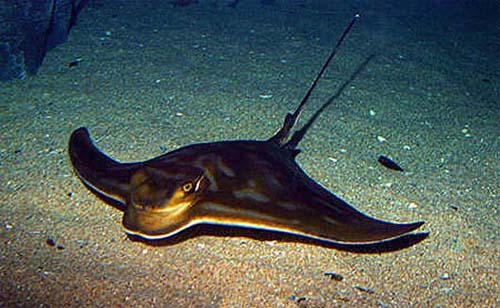 Australian bull ray. Image © Doug Perrine