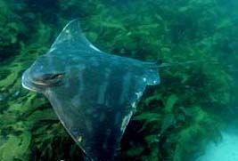 The maximum disc width of the Australian bull ray is just under 4 feet. Image © Doug Perrine