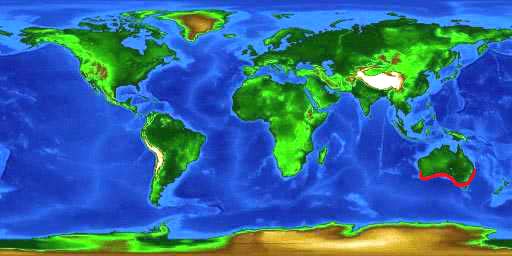 World distribution map for the Australian bull ray