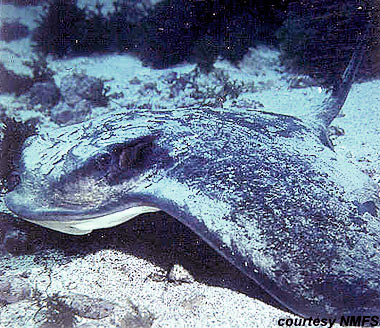 Bat ray. Photo courtesy National Marine Fisheries Service