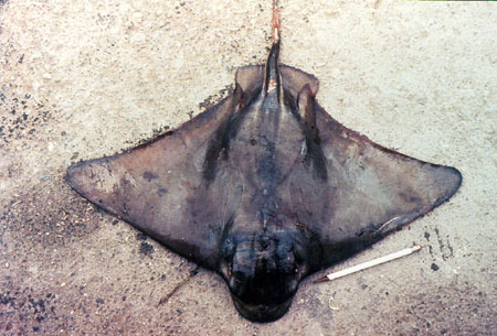 Bat ray. Photo © George Burgess