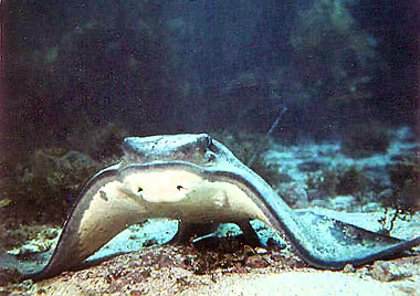 Bat ray showing the white coloration of the underside. Photo courtesy National Marine Fisheries Service
