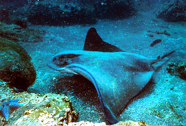 Bat ray. Photo courtesy NOAA