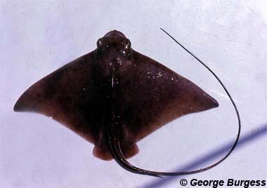 Bullnose Ray. Image © George Burgess