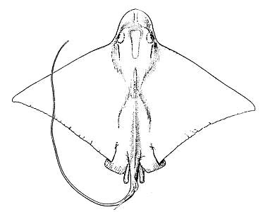 Bullnose Ray. Image courtesy Nationa Marine Fisheries Service