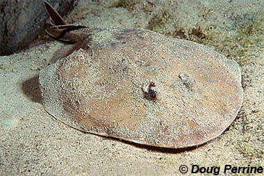 Lesser Electic Ray. Image © Doug Perrine