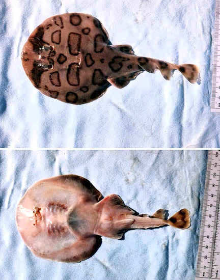 Lesser electric ray: ventral and dorsal views. Image © George Burgess