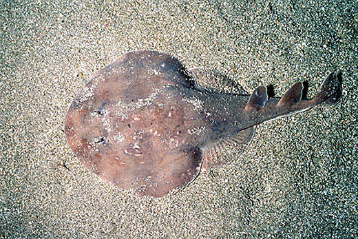 Coloration of the lesser electric ray may vary. Image © Doug Perrine