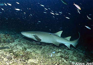 Tawny nurse shark. Photo © Klaus Jost