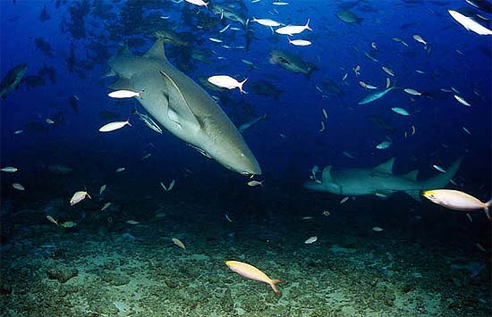 Tawny nurse shark. Photo © Klaus Jost