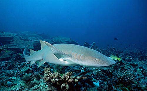 Tawny nurse sharks are gray-brown to brown in color along the dorsal surface. Photo © Doug Perrine