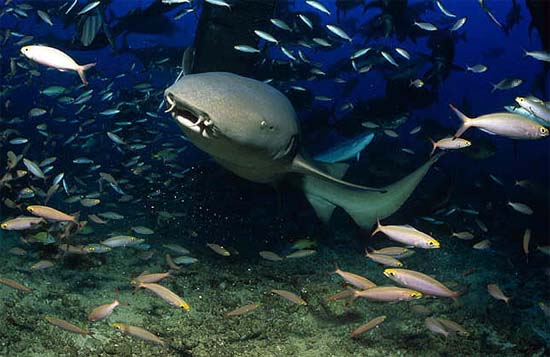 Small fish and invertebrates are among the prey items of the tawny nurse shark. Photo © Klaus Jost