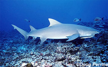 Sicklefin Lemon Shark. Photo © Doug Perrine