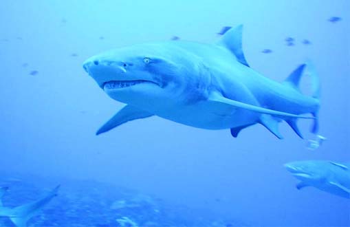 Sicklefin lemon shark in the waters of French Polynesia. Photo © Becky Kelly