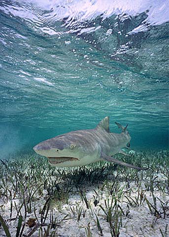 Lemon sharks are close relatives of the sicklefin lemon shark. Photo © Doug Perrine