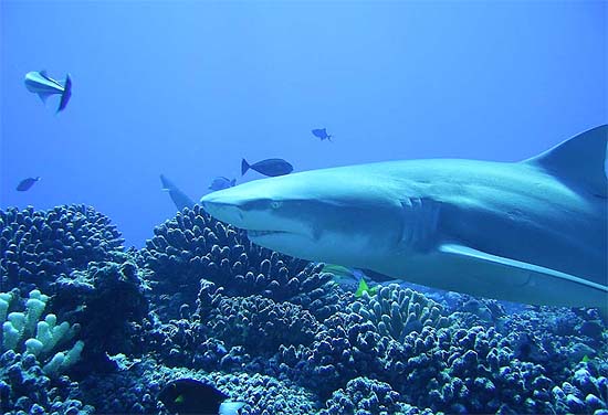 The sicklefin lemon shark reaches lengths of just over 12 feet. Photo © Becky Kelly