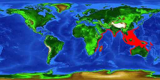 World distribution map for the sicklefin lemon shark