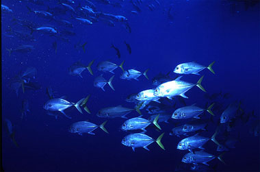 Jacks, including the horse-eye jack (Caranx latus), are prey for the blacknose shark. Photo © George Ryschkewitsch