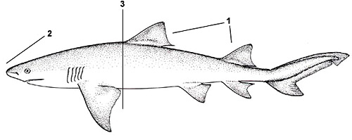 Lemon shark (Negaprion brevirostris). Illustration courtesy FAO, Species Identification and Biodata