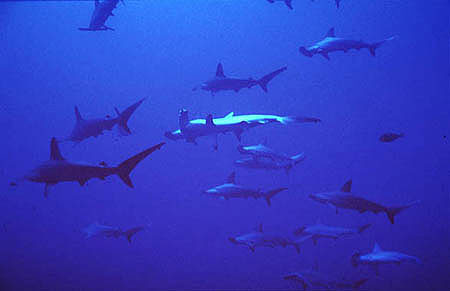 Larger sharks such as these schooling scalloped hammerheads (Sphyrna lewini) prey on small lemon sharks. Photo © Jeremy Stafford-Deitsch